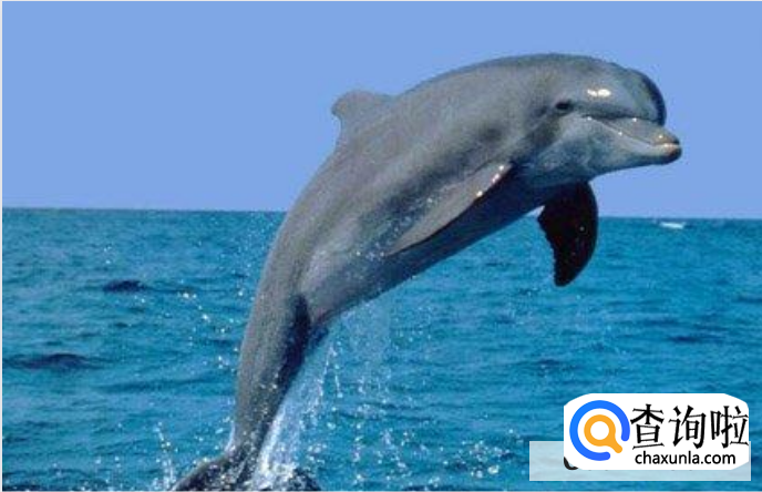 海豚会主动攻击人类吗