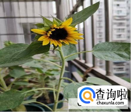 开花后怎么处理向日葵