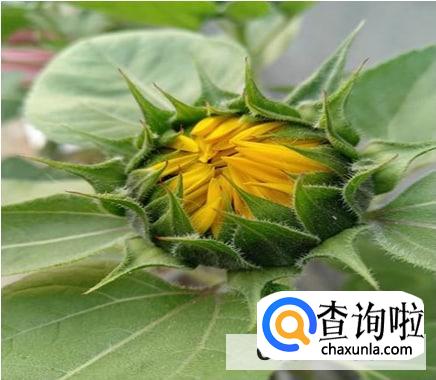 开花后怎么处理向日葵