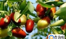 唐山的特色水果有哪些