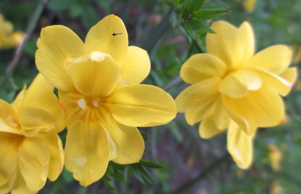 迎春花是什么花？