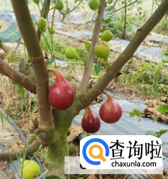 种无花果有哪些禁忌