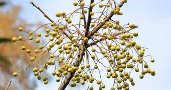 苦楝树是什么植物