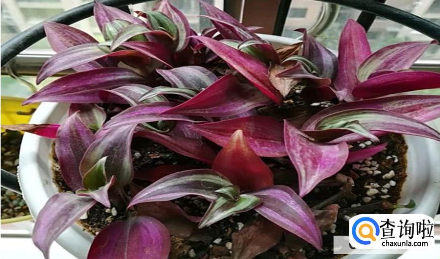 吊竹梅扦插繁殖方法步骤是怎么样的