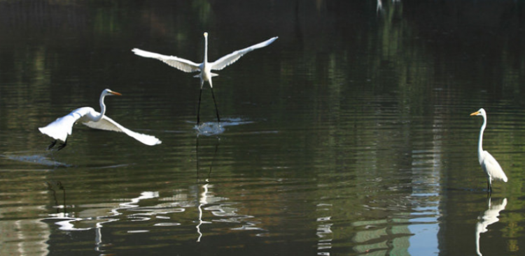 行白鹭上青天全诗作者是谁