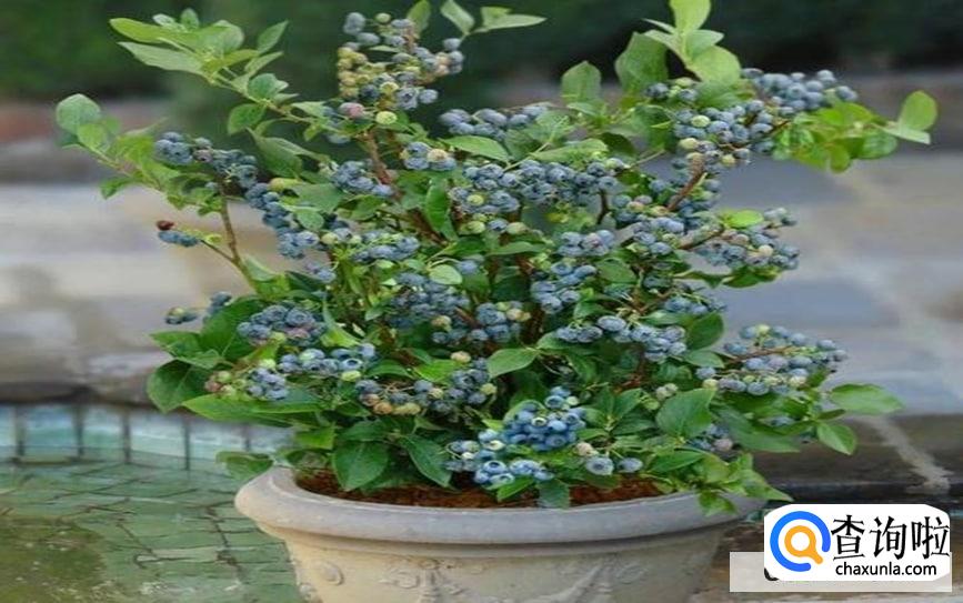 蓝莓树怎么养最合适