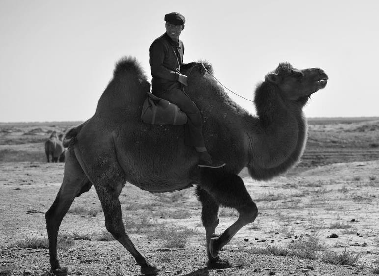 为什么说骆驼是沙漠之舟