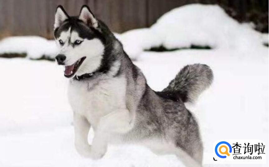 俄罗斯宠物狗品种有哪些