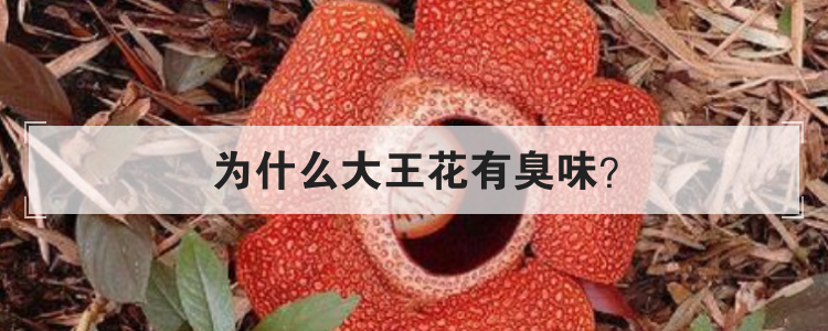 为什么大王花有臭味