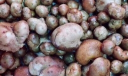 山药豆怎么做好吃