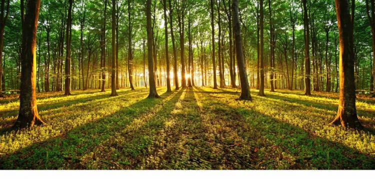 forest是什么意思