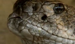 响尾蛇可以利用什么感应附近的动物？