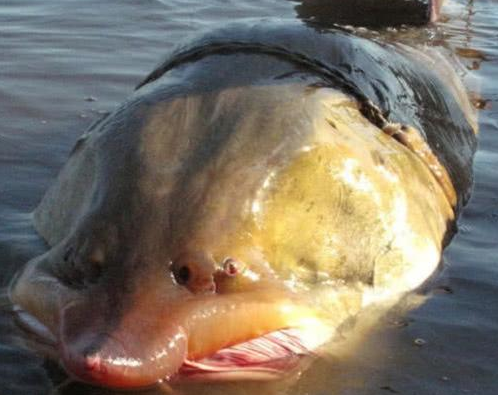 世界上最大的淡水鱼