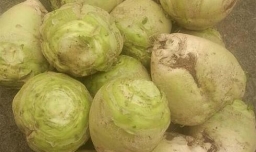 辣菜疙瘩咸菜烀制方法,怎样腌制辣菜（咸菜）疙瘩