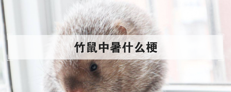 竹鼠中暑什么梗