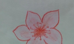 带颜色的桃花简笔画怎么画