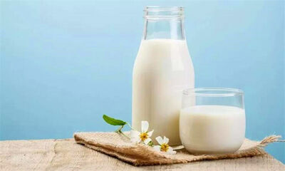 脱脂牛奶的危害