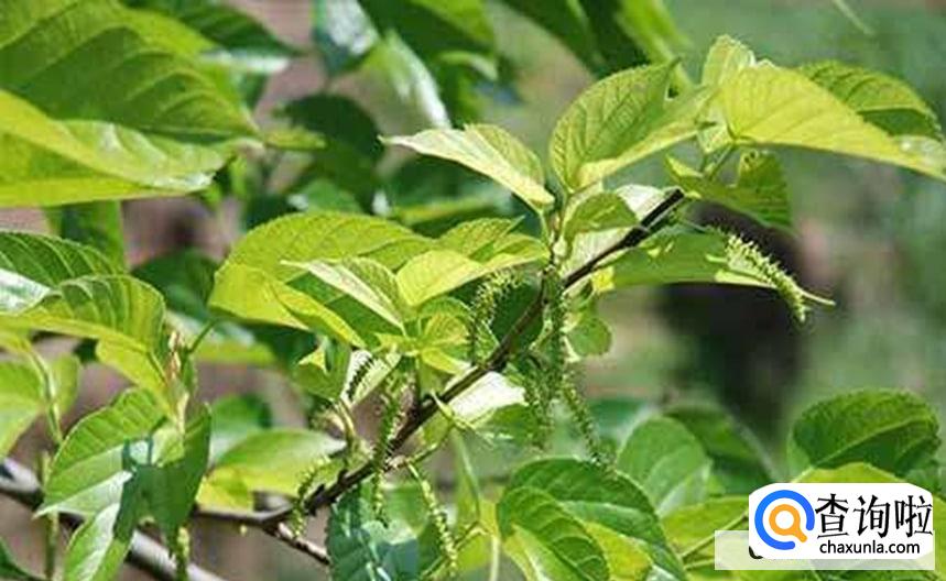 家里有桑树该如何处理