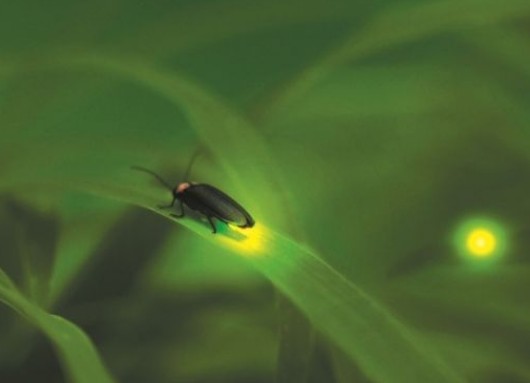 萤火虫为什么会发光