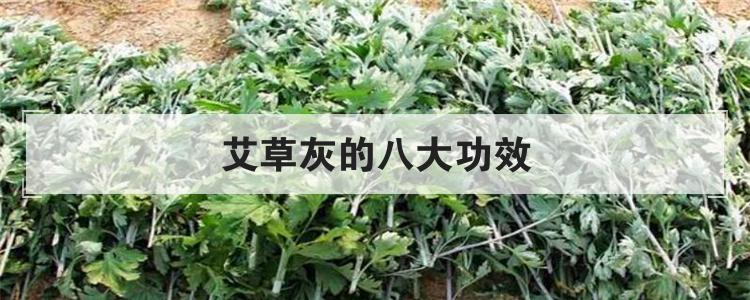 艾草灰的八大功效