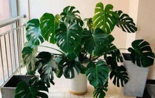 养花的知识和技巧