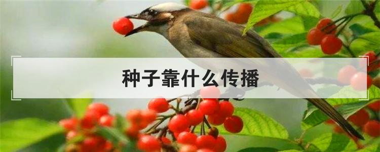 种子靠什么传播