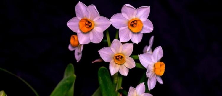 水仙花的花语是什么