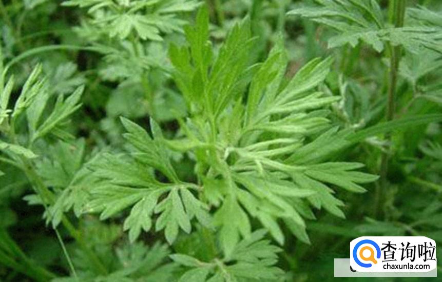 艾草怎么洗澡最好