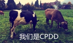 cpdd是什么意思