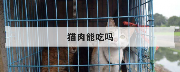 猫肉能吃吗