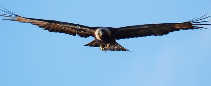 为什么金雕被称为猛禽之王