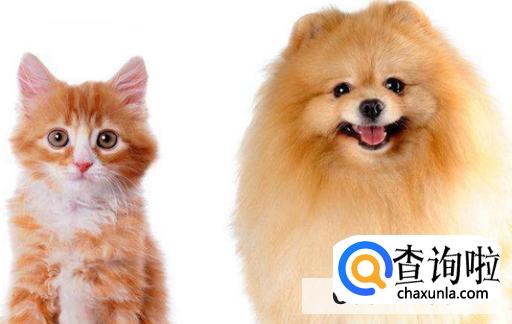 如何直接那种宠物适合自己