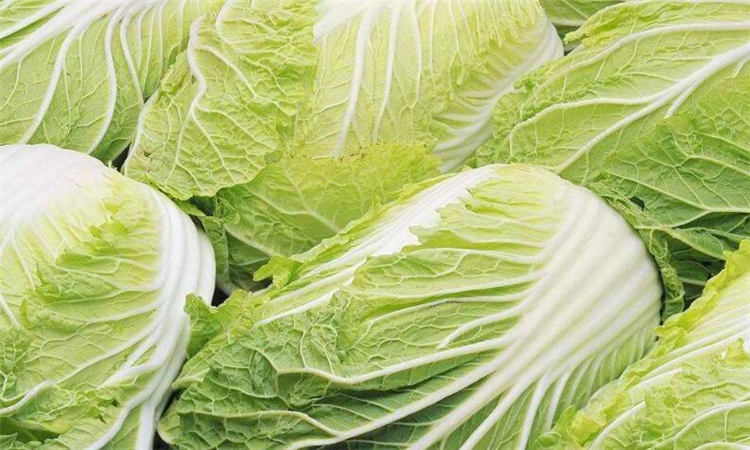 白菜会氧化吗