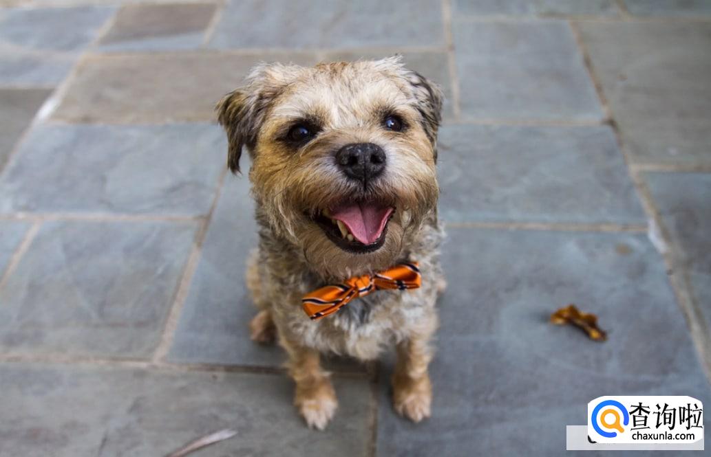 狗狗咳嗽干呕发出咔咔咔的声音怎么办