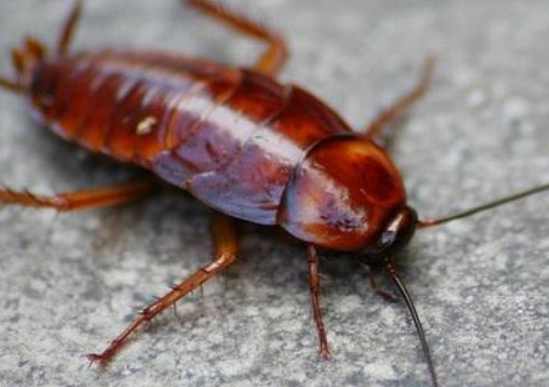 房子有蟑螂该如何处理