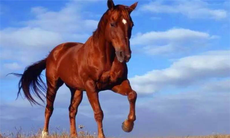 千里马是什么意思