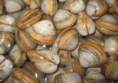 文蛤和花蛤的区别