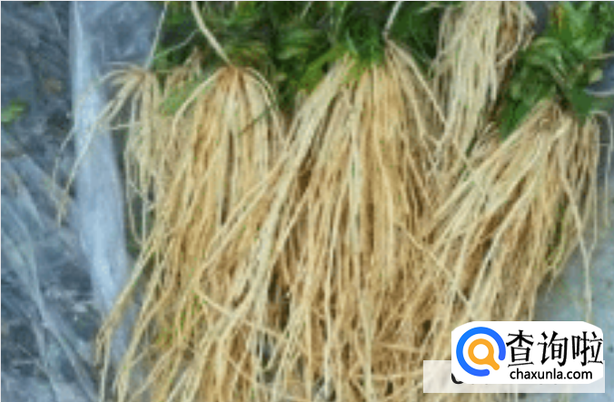 苤菜根的营养和禁忌