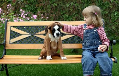 世界名犬排行榜前十