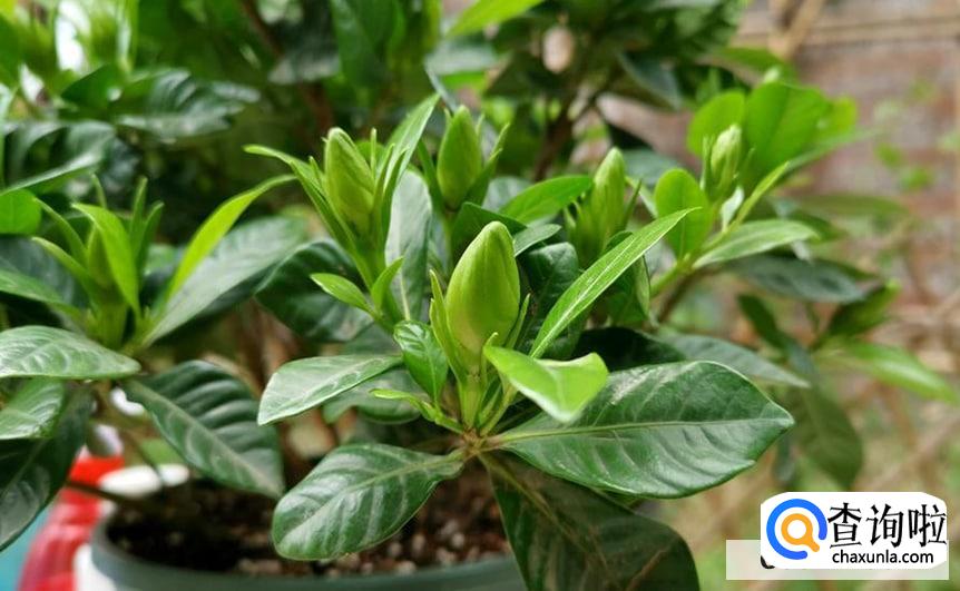 怎样养好栀子花