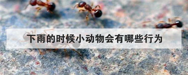 下雨的时候小动物会有哪些行为