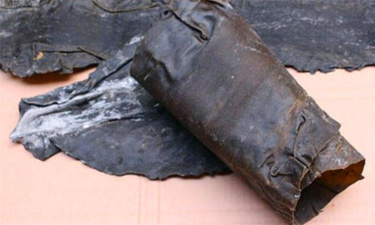 昆布是什么东西