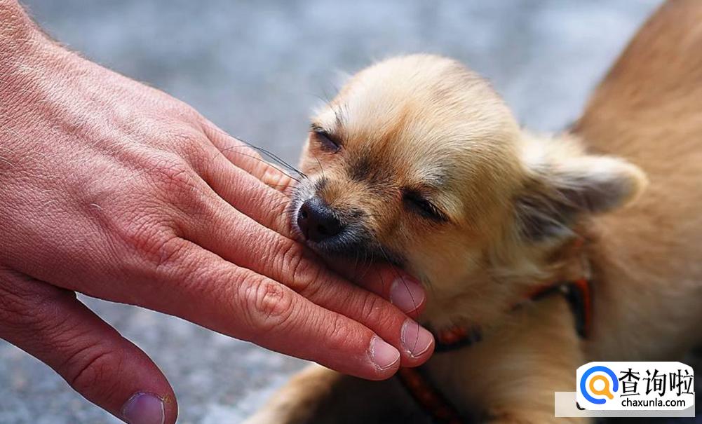 狗狗见到陌生人就咬怎么办