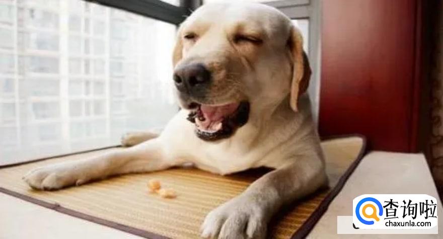 狗狗患上风湿病的原因是什么?