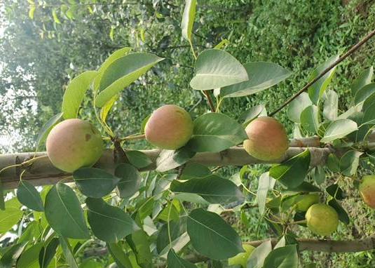 梨的功效与作用