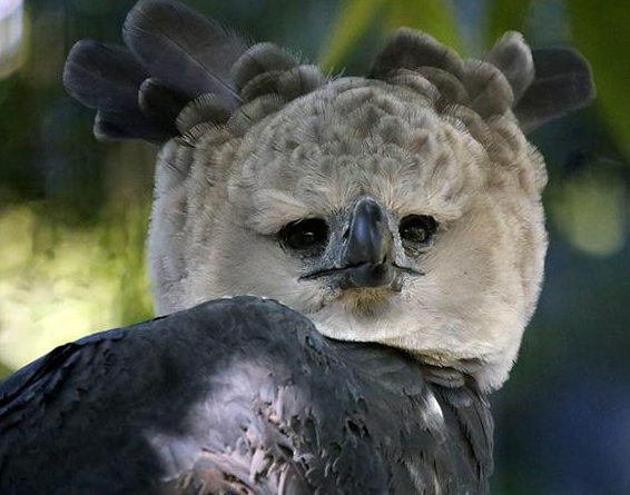 世界上最大的鸟