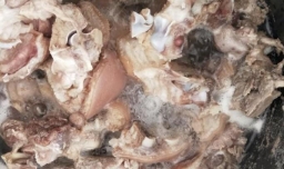 海带莲藕蹄花汤