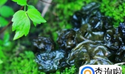 如何吃地皮菜和地皮菜的做法跟功效