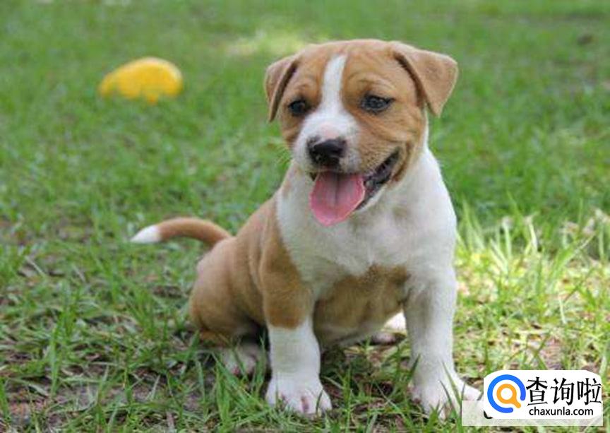 小狗夏天为什么伸舌头