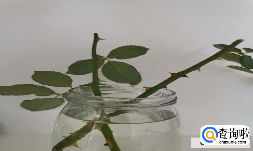 玫瑰花如何修剪枝条较好